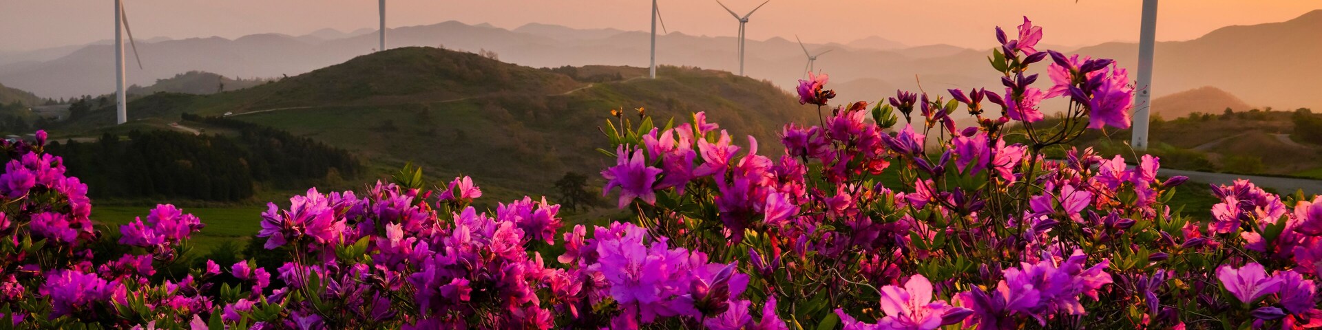 철쭉꽃이 피는 계절의 영암 서광목장 일출