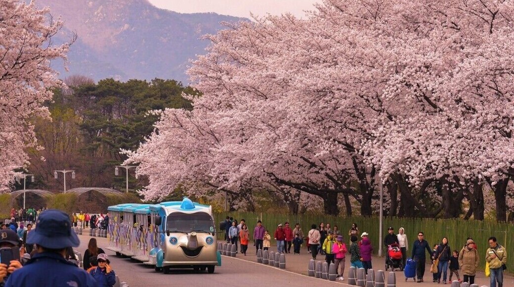 Korea Spring