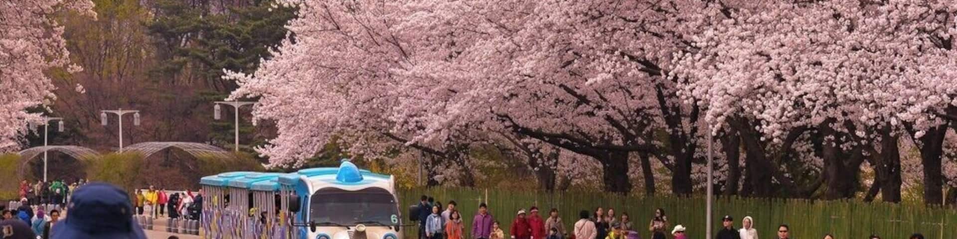 Korea Spring