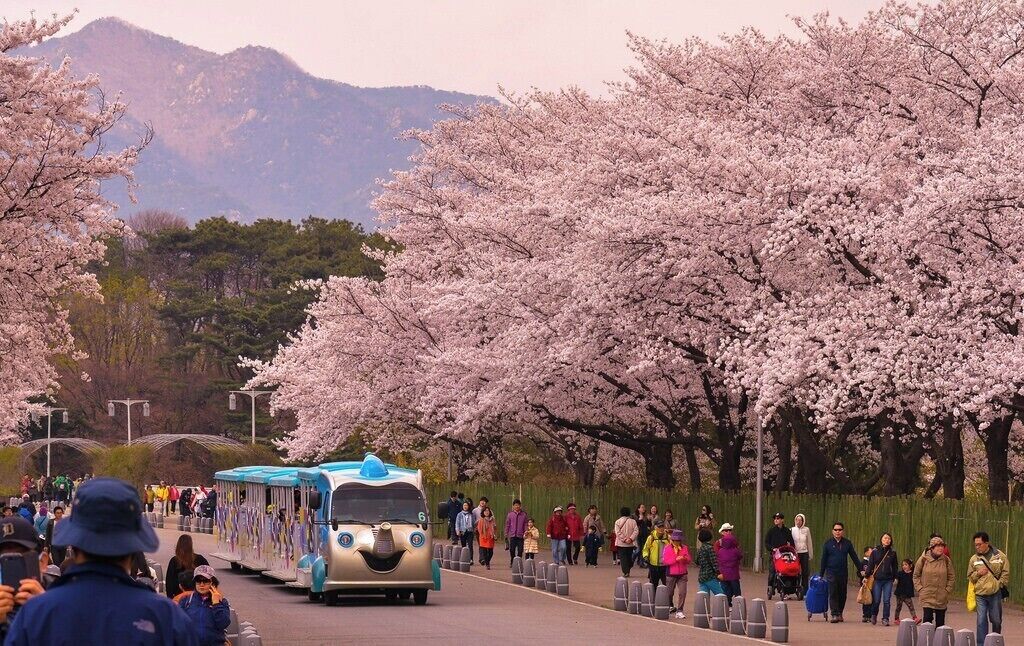 A cherry blossom-lined path with a train and people walking.