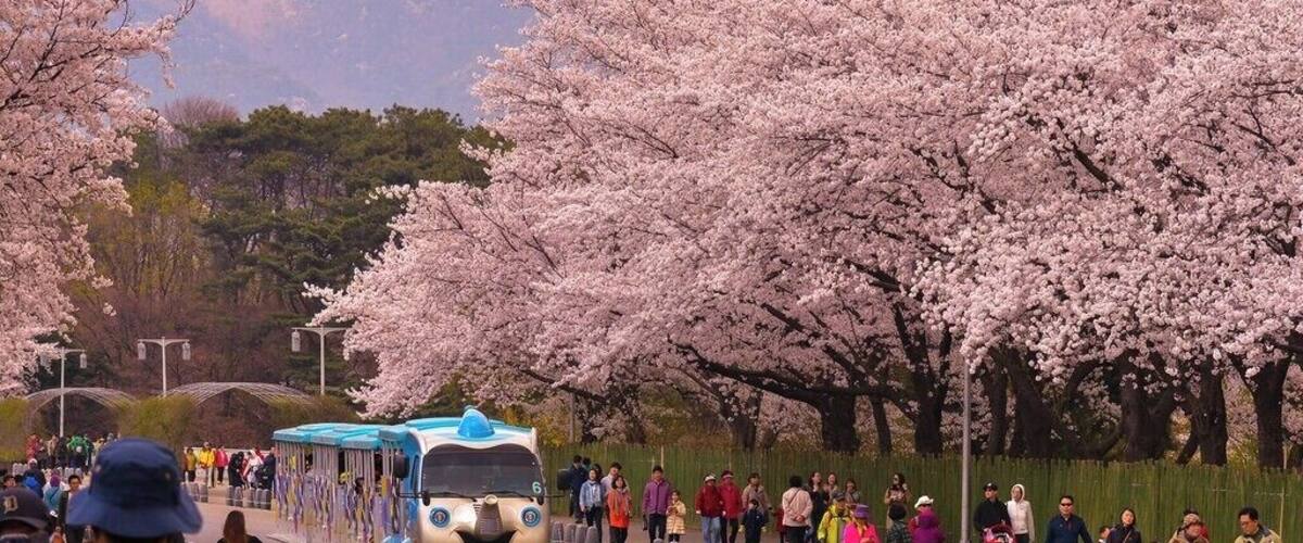 A cherry blossom-lined path with a train and people walking.