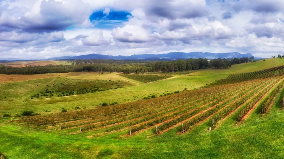 A vineyard with rows of grapevines, rolling hills, and distant mountains under a partly cloudy sky.