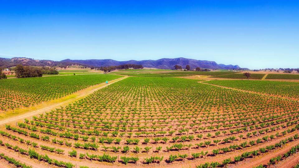 A vineyard with rows of grapevines and distant mountains.