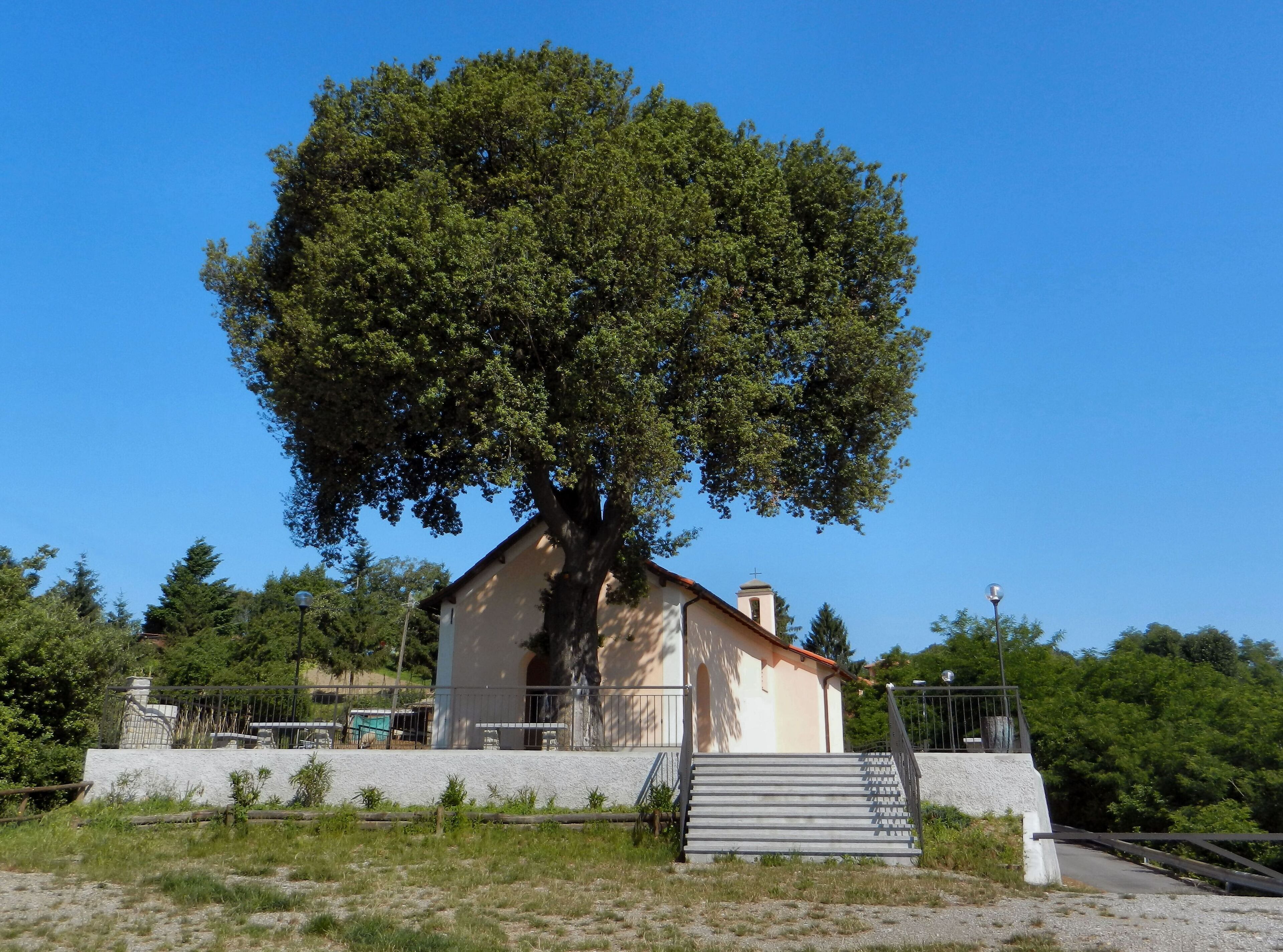 A large tree in front of a small building with a staircase leading up to it.