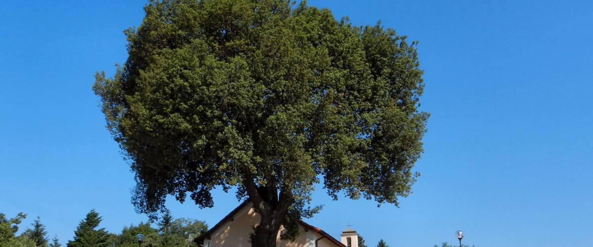 A large tree in front of a small building with a staircase leading up to it.