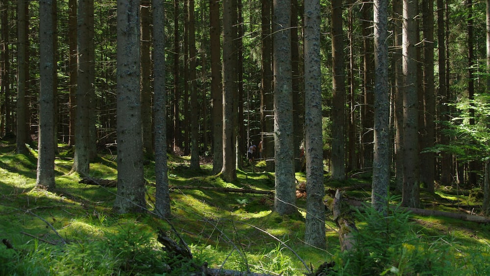 Ein dichter Wald mit hohen Bäumen und moosbedecktem Boden.