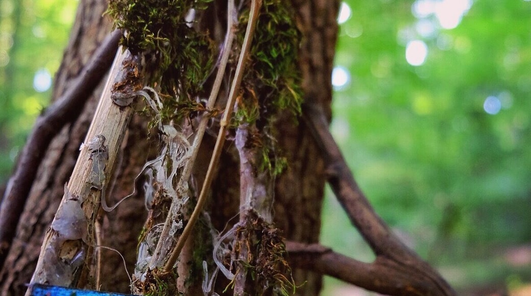 Little fairy dwellings are strewn throughout the South Mountain Fairy Trail (watch out for all the mosquitos though! Brutal!)