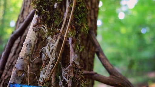 Little fairy dwellings are strewn throughout the South Mountain Fairy Trail (watch out for all the mosquitos though! Brutal!)