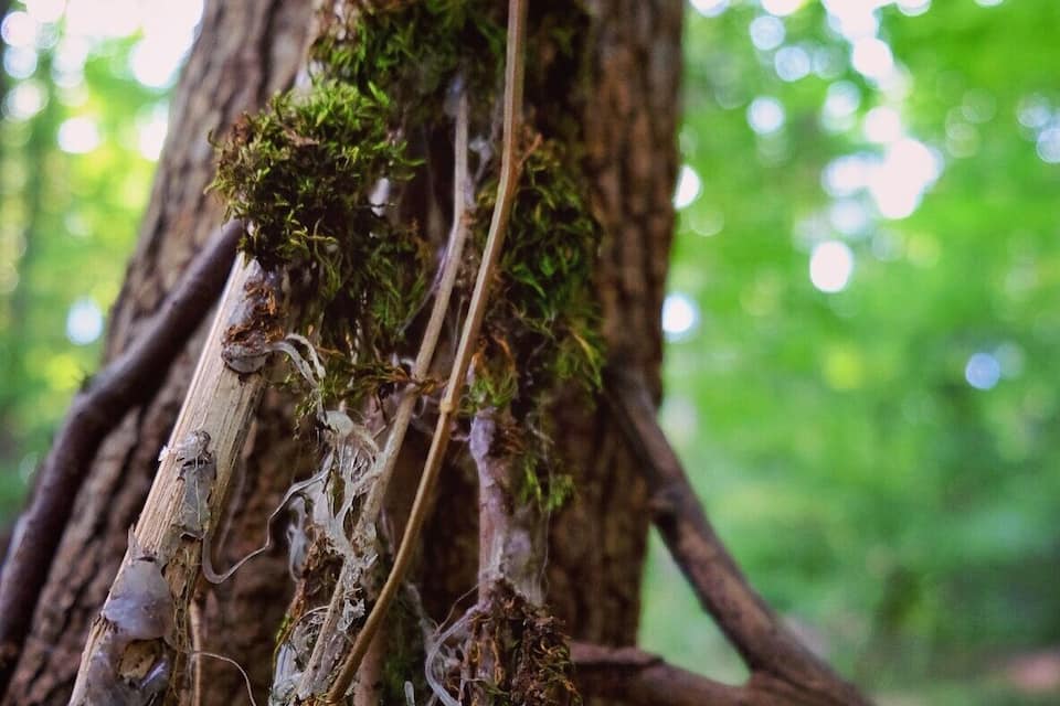Un árbol cubierto de musgo y un letrero que dice 'Welcome'.