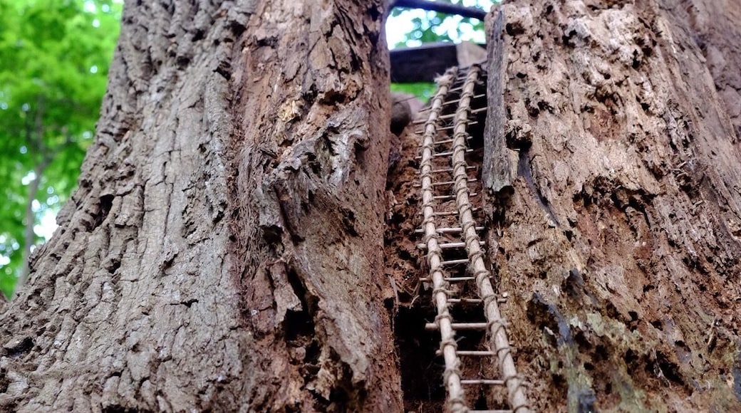 It's the fairy stairway to heaven! Spotted in the south Mountain Fairy Trail.