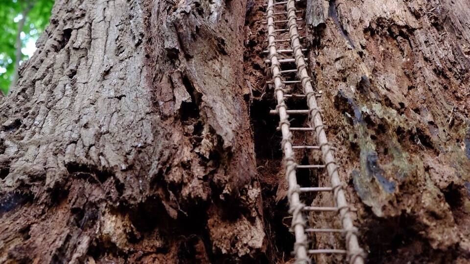 A wooden ladder climbing a tree trunk.