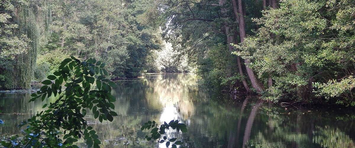 A calm lake surrounded by dense forest.