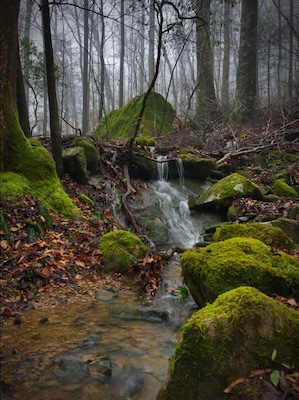 Mossy covered everything. Common viewed scenery during early spring in the Cumberland Mountains of East Tennessee.