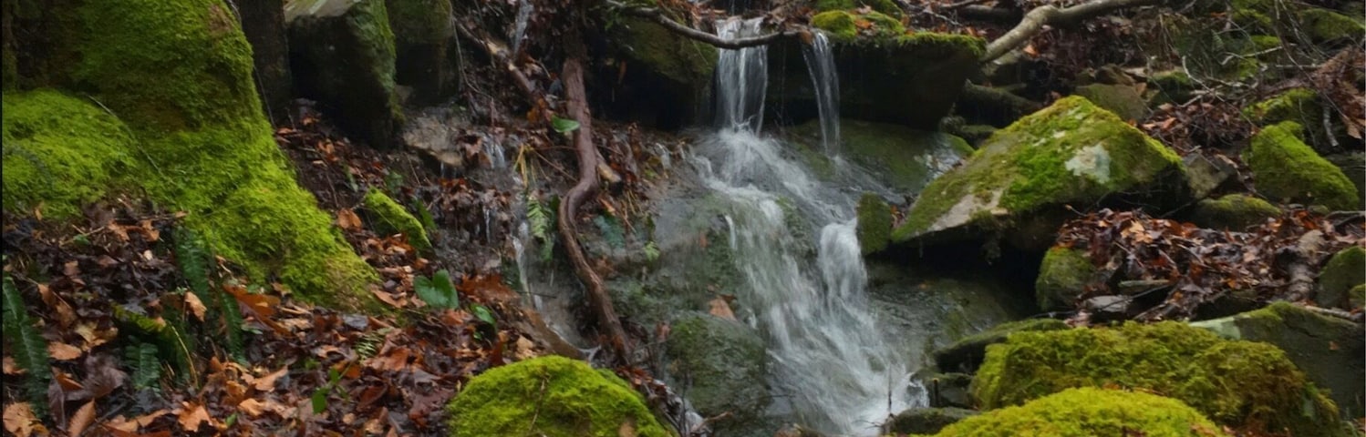 Mossy covered everything. Common viewed scenery during early spring in the Cumberland Mountains of East Tennessee.