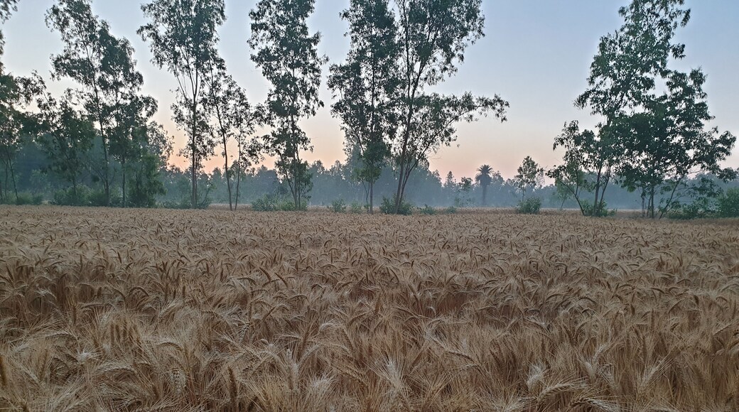 You sow what you reap. #wheatcrop #lifeatexpediagroup
