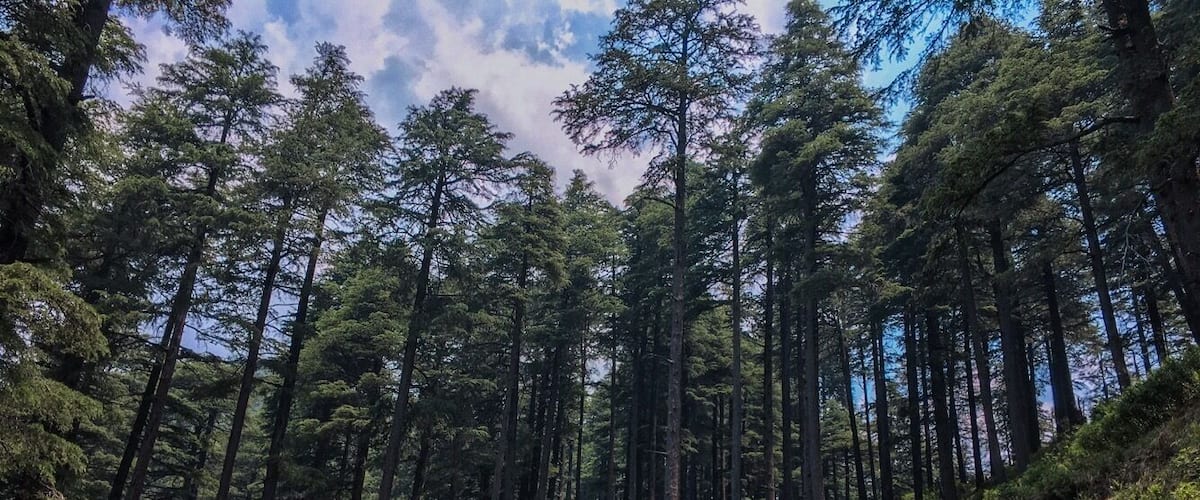 Deodar trees...
#hikingtales #shots #deodars #forest #love #travel #solotravel #travelblogger #sassilysolo #lokhandi #uttarakhand #india