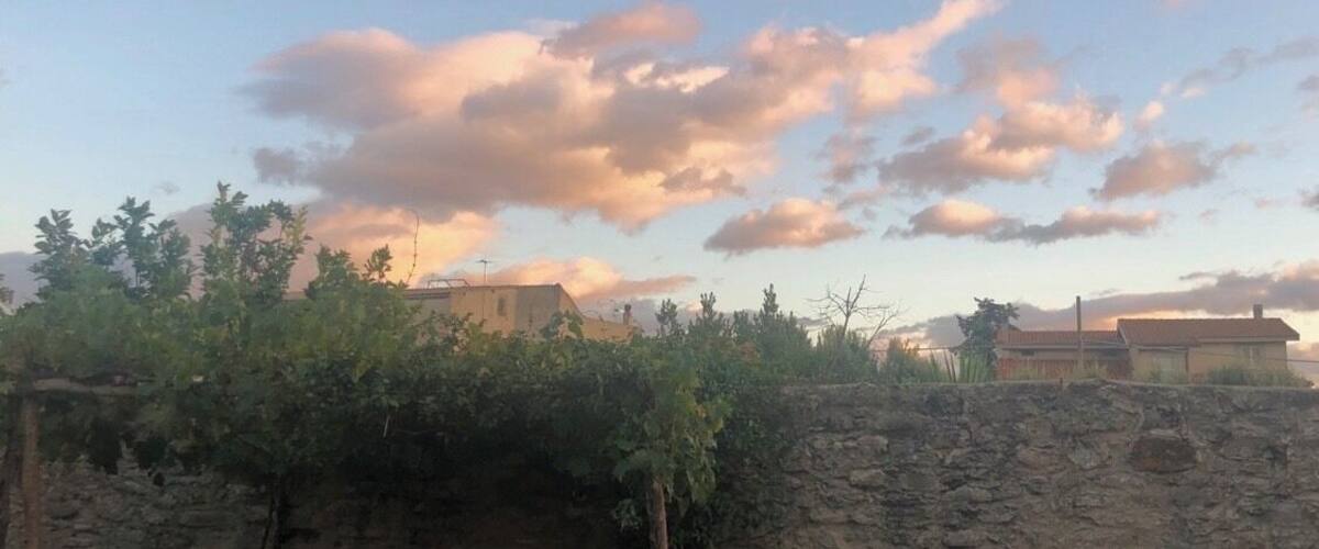 A vineyard with grapevines, stone walls, and a bench.