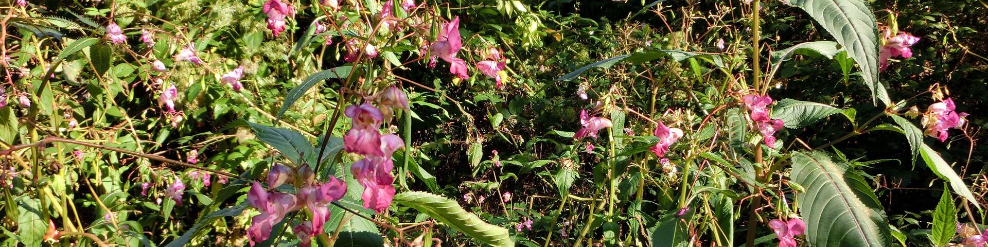 Vegetation am Graf-Rhena-Weg bei Fischweier