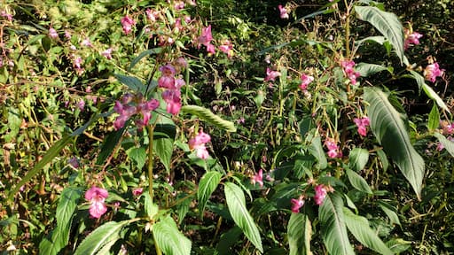 Vegetation am Graf-Rhena-Weg bei Fischweier