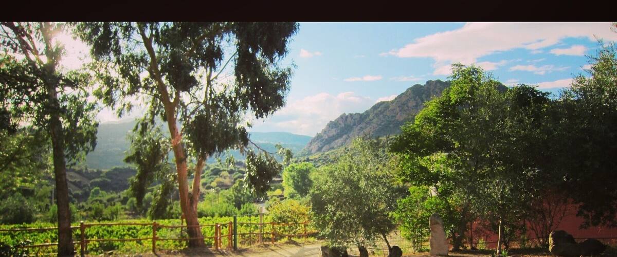 A vineyard with rows of grapevines, trees, and a dirt path.