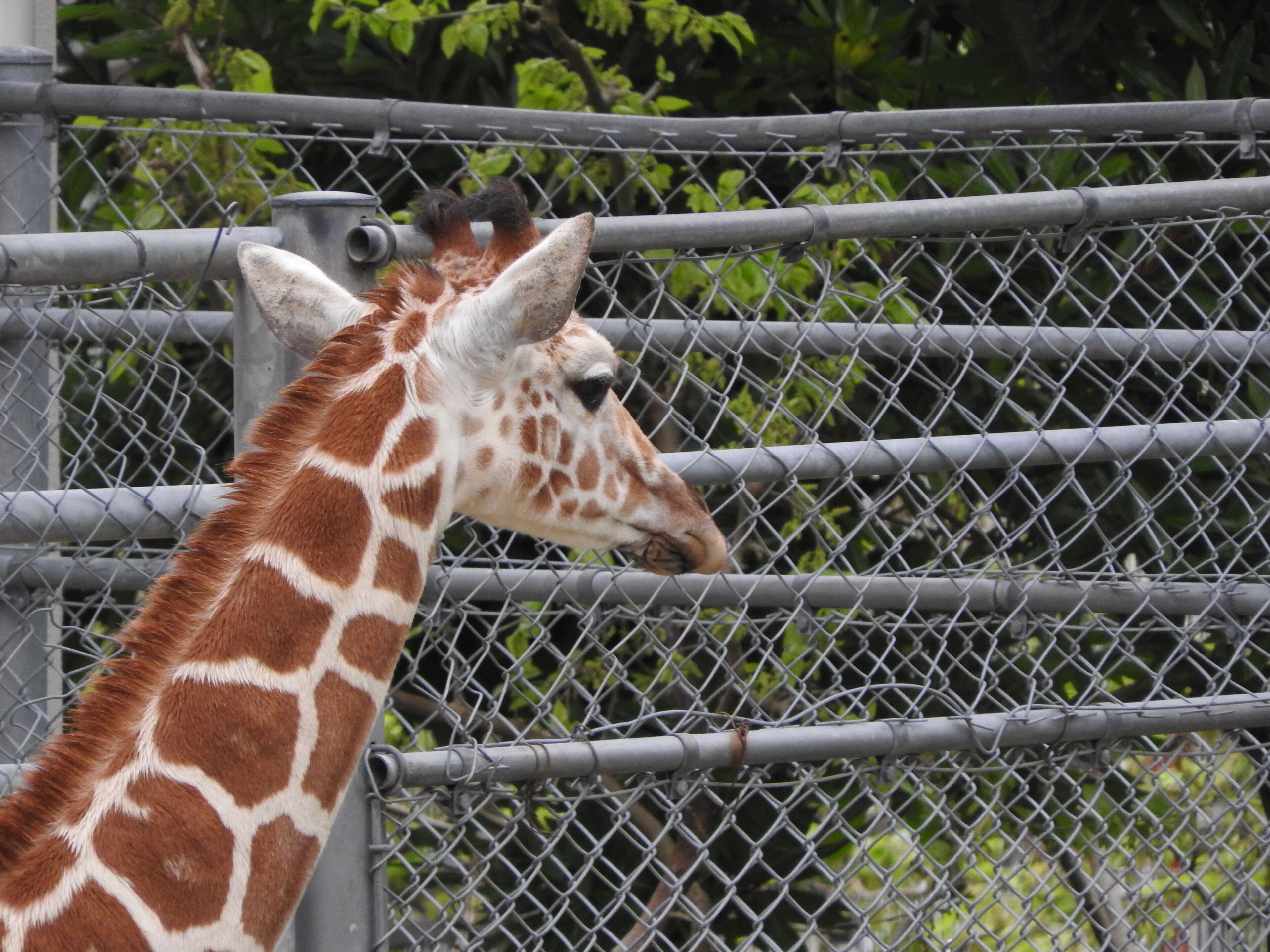 Animals in Ishikawa Zoo