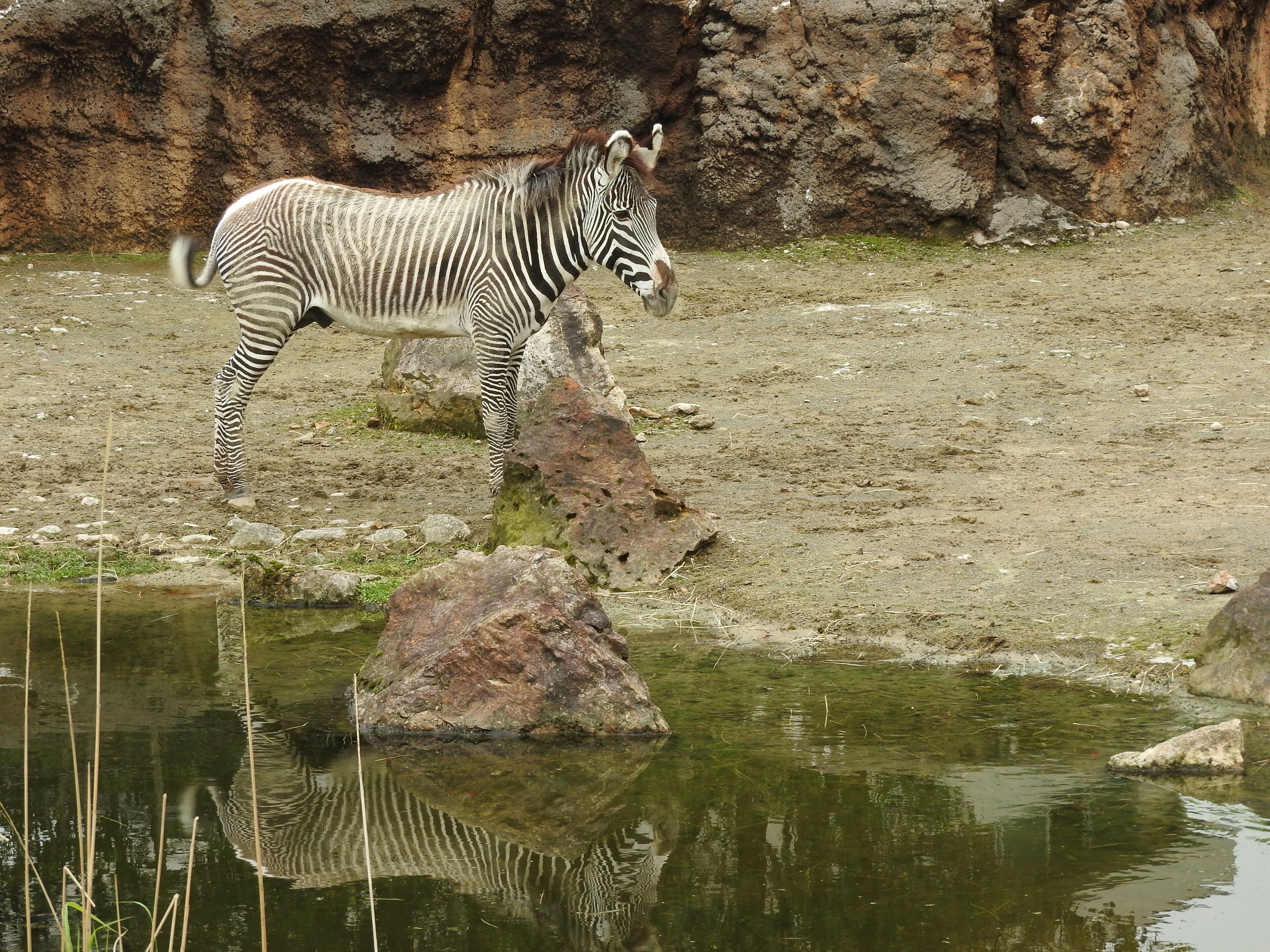 Animals in Ishikawa Zoo