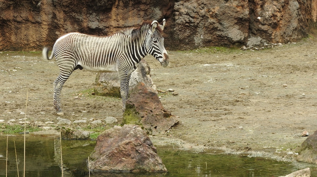 Animals in Ishikawa Zoo