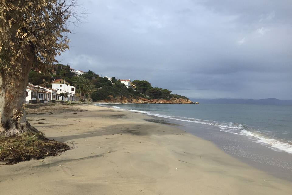 Une plage avec un arbre, un rivage sablonneux et des maisons sur une colline.