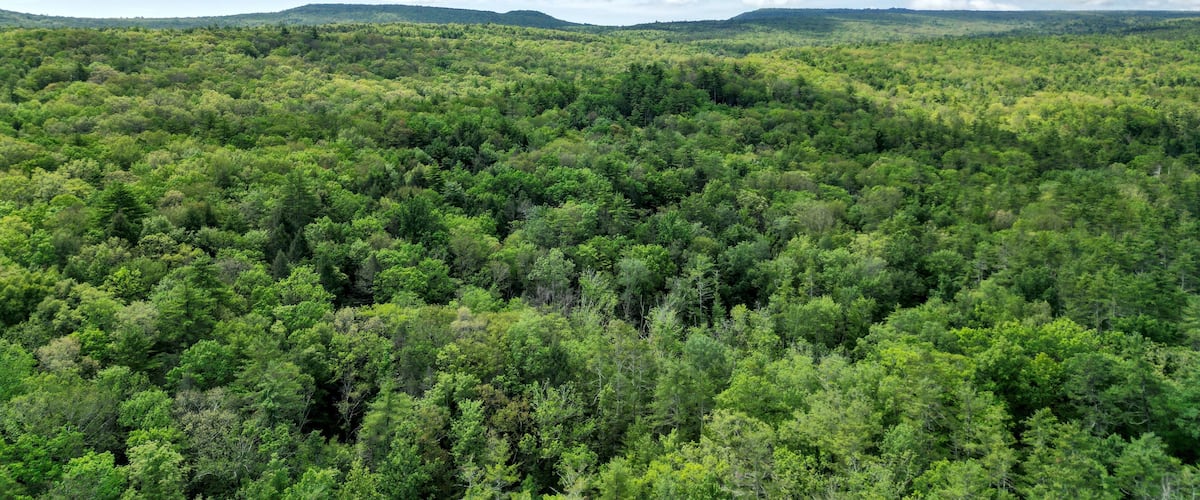 A dense forest with a clear sky and distant mountains.