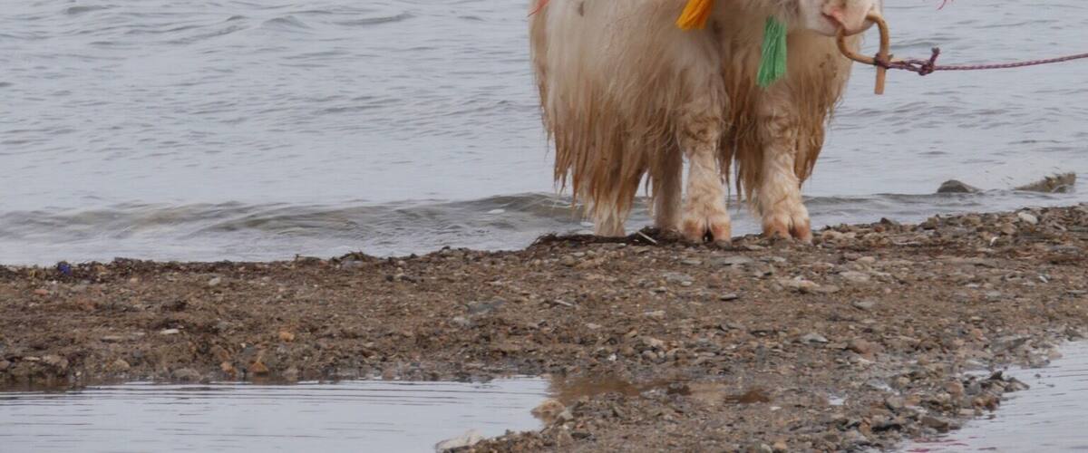 The Yak of the Lake. Qinghai Lake is the largest inland and saltwater lake in China. Very breezy, cold, and grey in October but still looks endless and spectacular.
