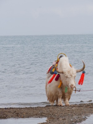 The Yak of the Lake. Qinghai Lake is the largest inland and saltwater lake in China. Very breezy, cold, and grey in October but still looks endless and spectacular.