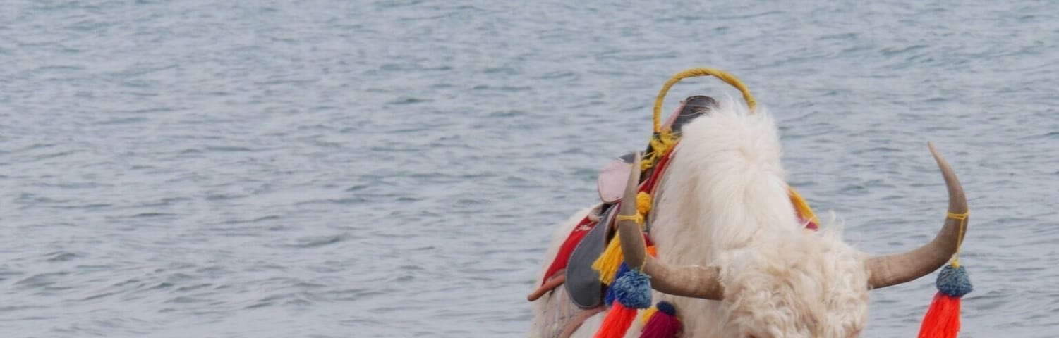 The Yak of the Lake. Qinghai Lake is the largest inland and saltwater lake in China. Very breezy, cold, and grey in October but still looks endless and spectacular.