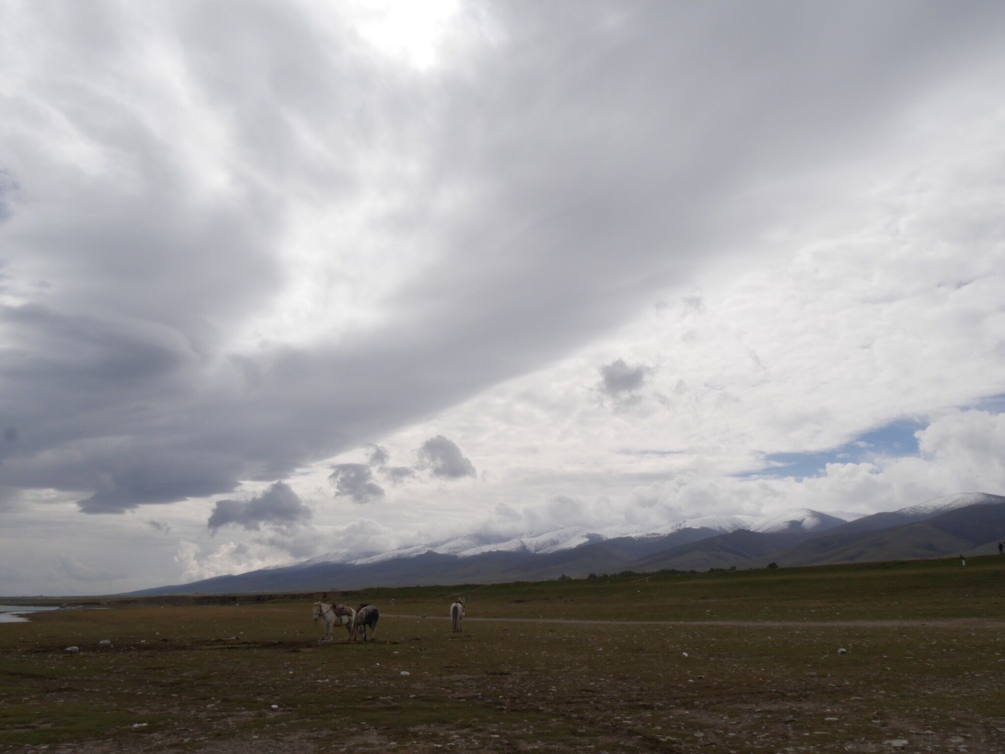 Horses by the shore of Qinghai Lake, the largest inland and saltwater lake in China. Qilian Mountains in the background.