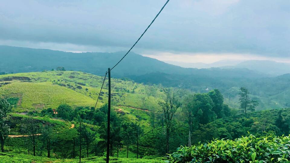 A lush green tea plantation with rolling hills and a distant temple.