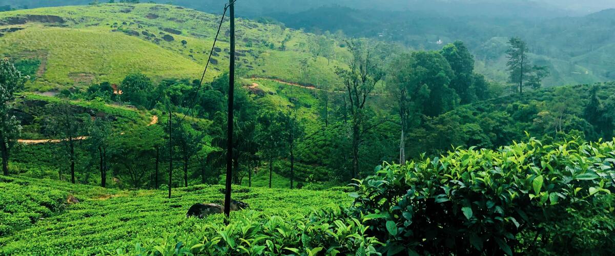 A lush green tea plantation with rolling hills and a distant temple.
