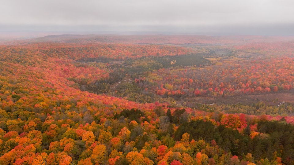 A vast forest with autumn foliage in shades of red, orange, and yellow.