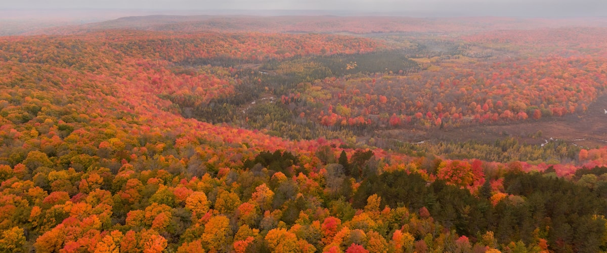 A vast forest with autumn foliage in shades of red, orange, and yellow.