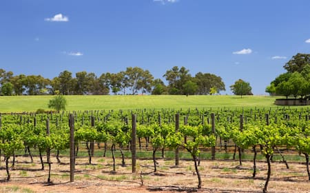 $105 Cheap Flights to Swan Valley Expedia - Main Image