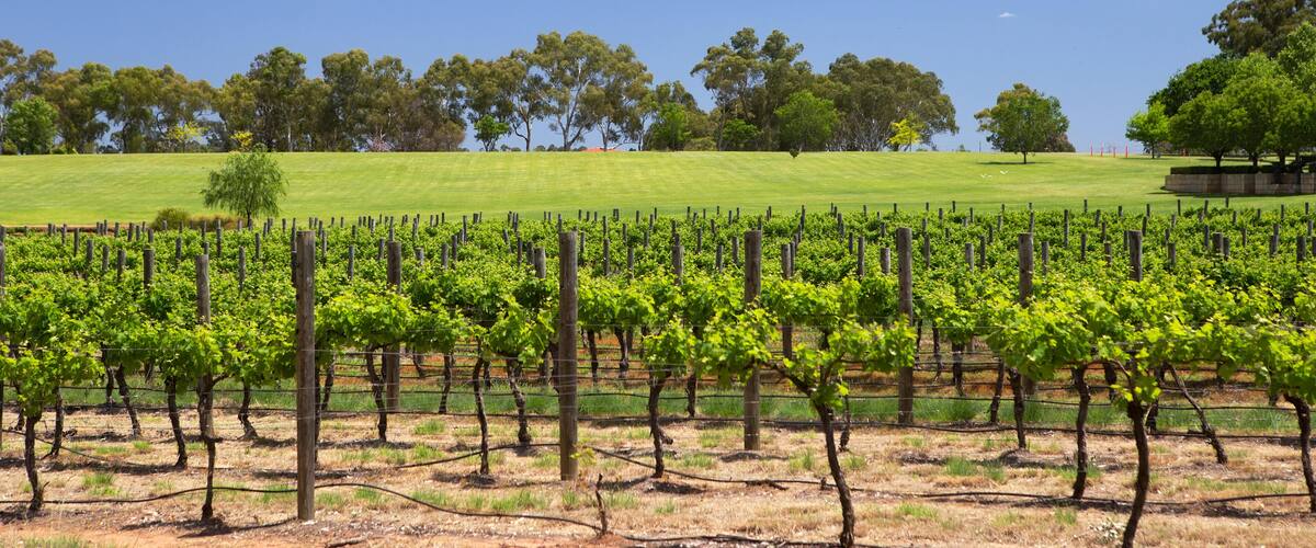 A vineyard with rows of grapevines under a clear blue sky.