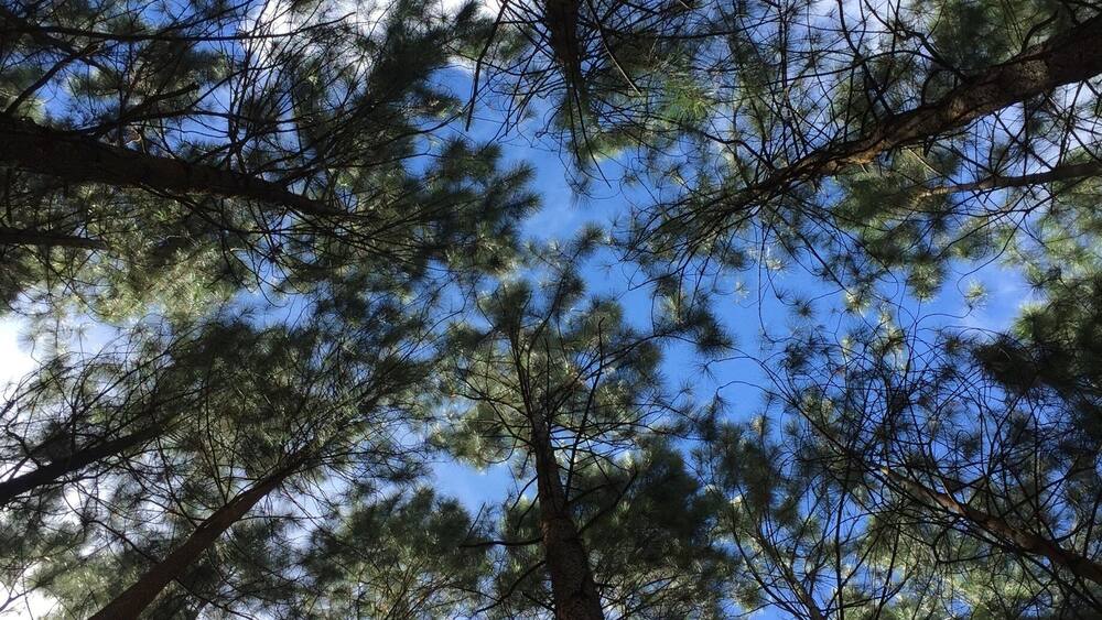 A beautiful day in the woods... #weekendgetaway #nature