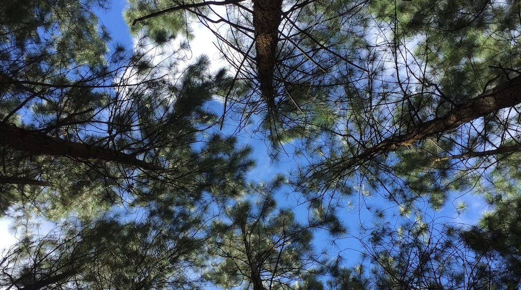 A beautiful day in the woods... #weekendgetaway #nature