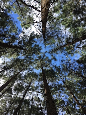 A beautiful day in the woods... #weekendgetaway #nature