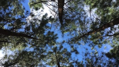 A beautiful day in the woods... #weekendgetaway #nature