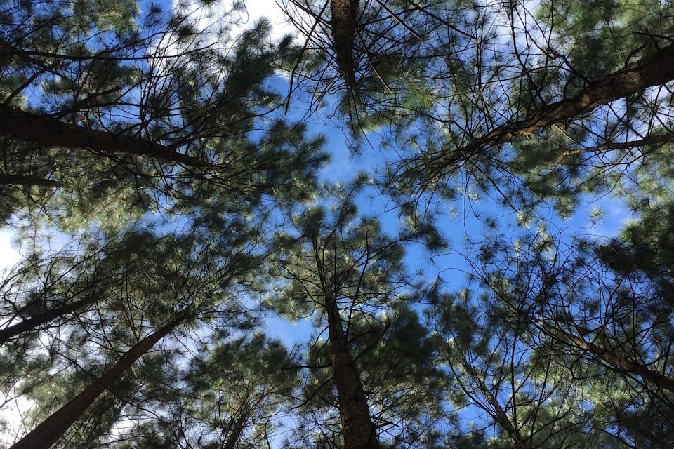 A view of tall pine trees with a clear blue sky through the branches.