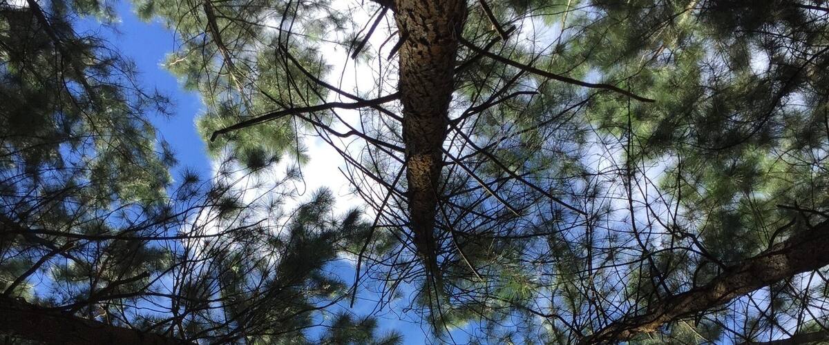 A view of tall pine trees with a clear blue sky through the branches.