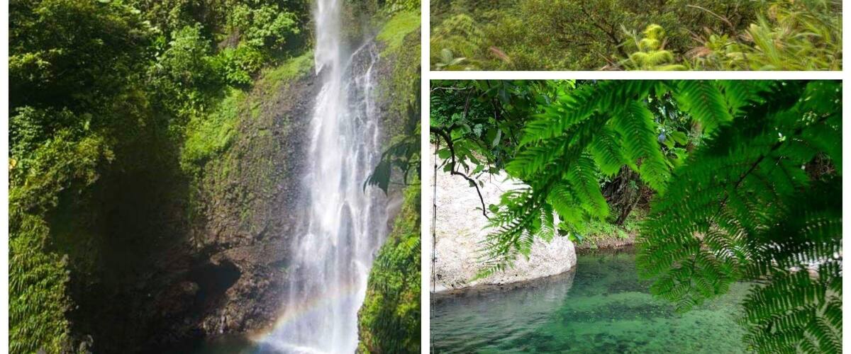 A waterfall, a lake surrounded by hills, and a clear pond with ferns.