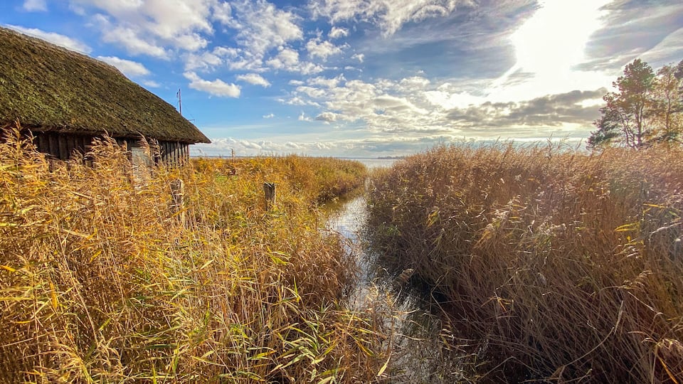 A thatched-roof building, a narrow water channel, and dense reeds.