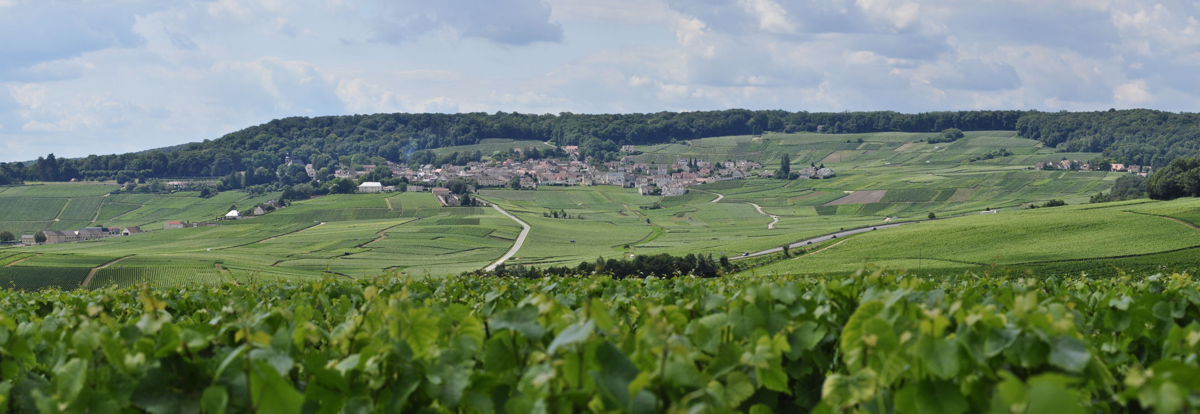 A lush vineyard with rolling hills, a small village, and a winding road.