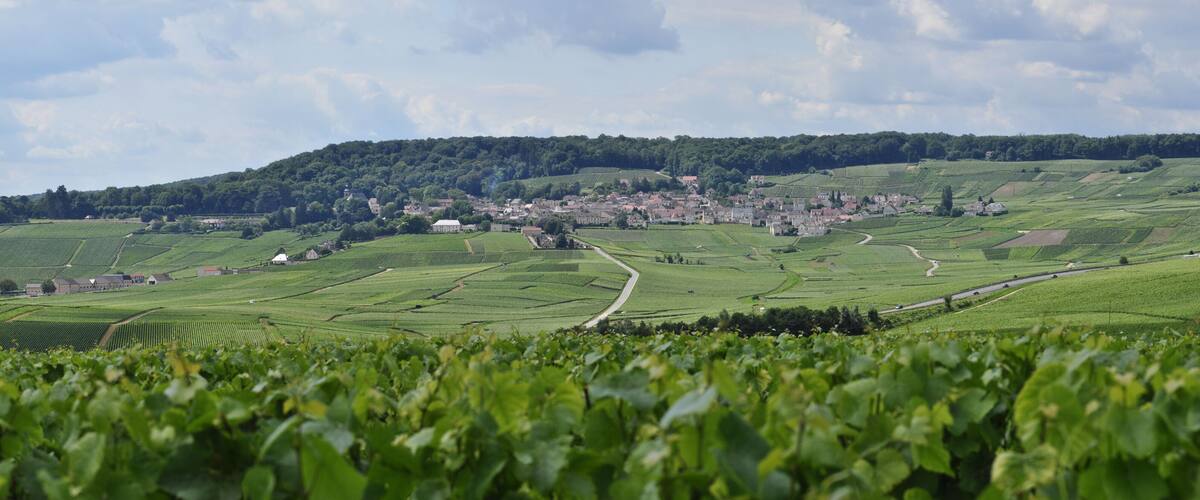 A lush vineyard with rolling hills, a small village, and a winding road.