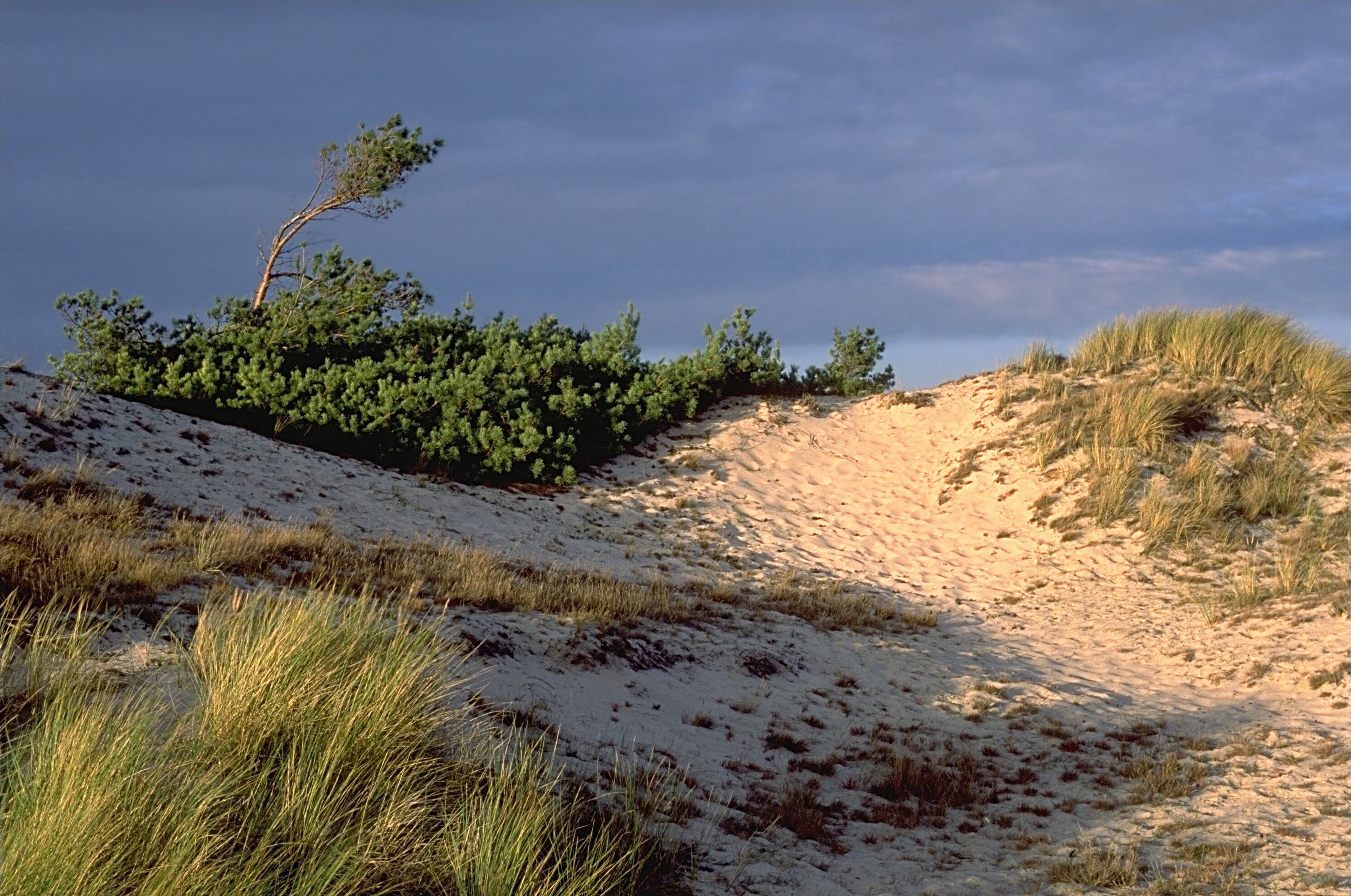 A sandy dune landscape with sparse vegetation and a clear sky.